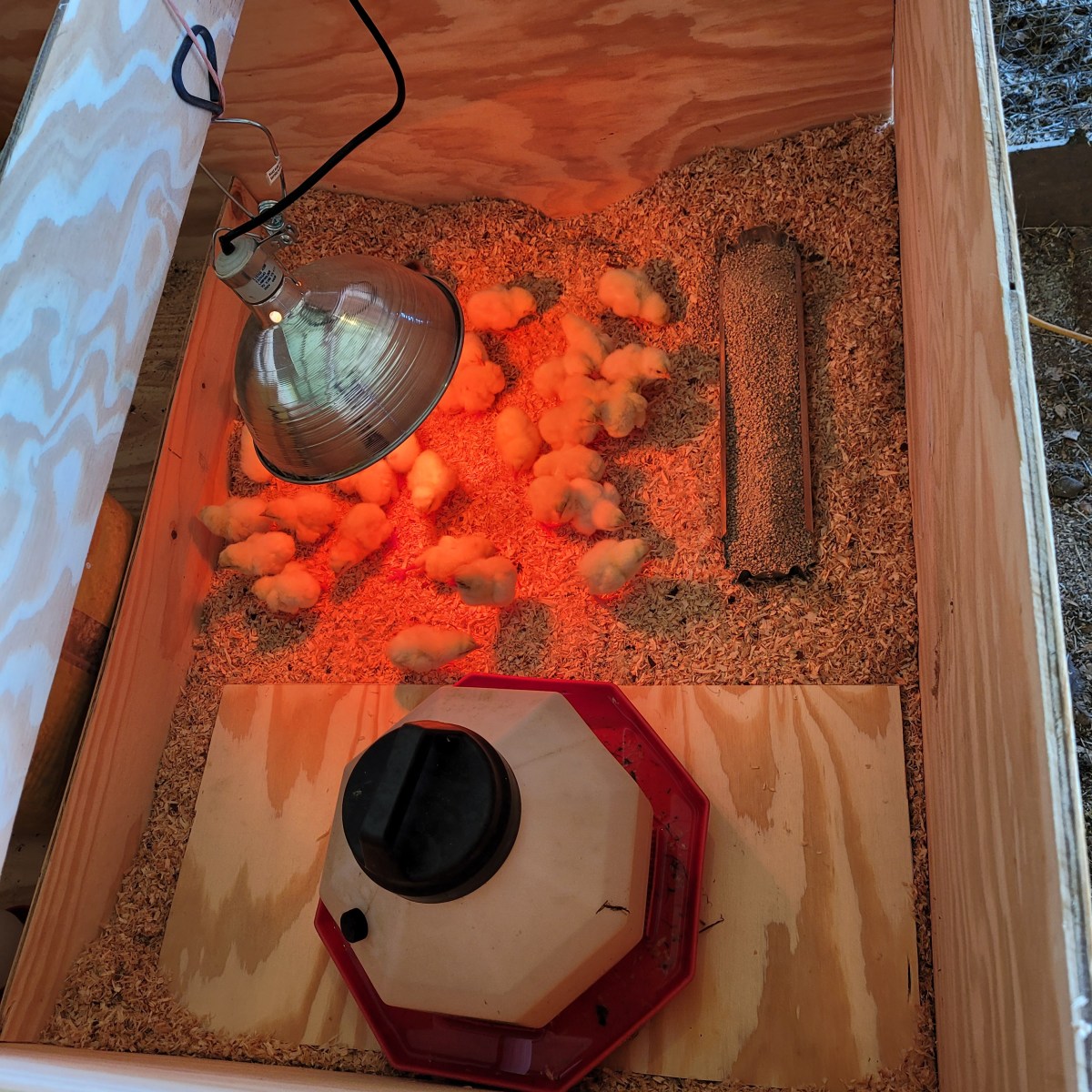 Meat Chickens Part&nbsp;1