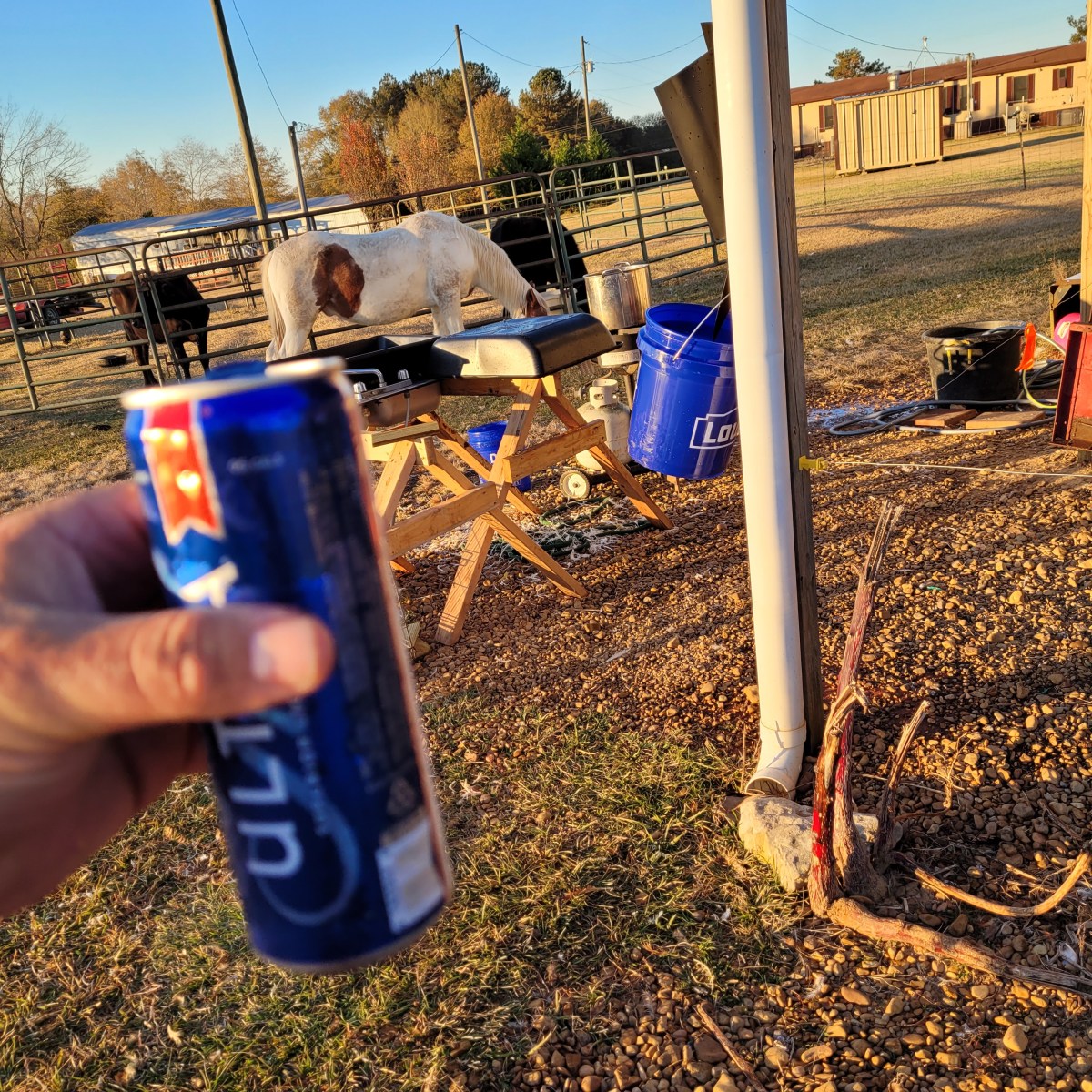 Meat Chickens: Part&nbsp;3